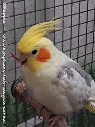 Charly im Oktober 2020