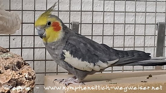 Cocco im Februar 2025