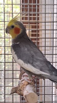 Cocco im Oktober 2024
