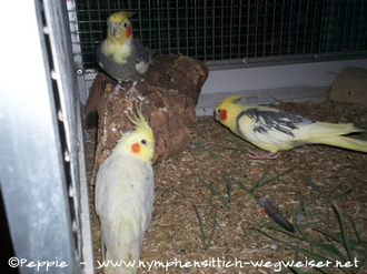 Cooper (hinten), Frau James (rechts) und Pinky (vorn)