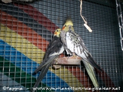 Eddi und Skinny am 01.01.2016