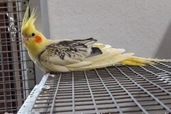 Fotos von Blondie, Mai 2021