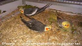 Lindbergh, Jacko und Rainbow 2