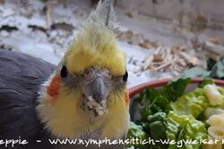 Lindbergh schmeckt es