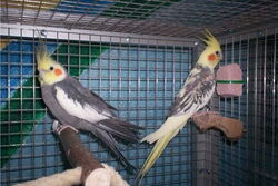 Lindbergh und Rocky in der Lounge