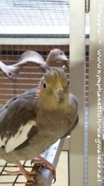 Lisa im Januar 2017-1