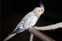 Lissy auf der Aufstieghilfe von Sunday City