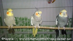 Manni mit Lissy und Monday