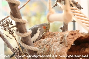 Paula knabbert am Kork