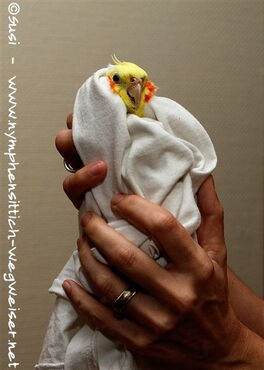 Nymphensittich im Tuch gehalten