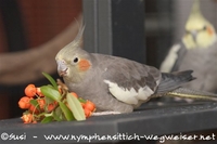 Paula schmeckt der Feuerdorn