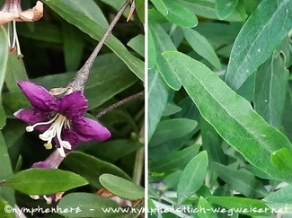 Blatt und Blüte der Gojobeere