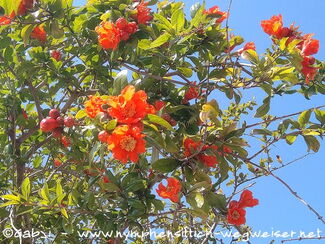 Granatapfelbaum mit Blüten und kleinen Granatäpfeln