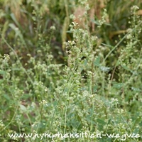 Hirtentäschel - Habitus