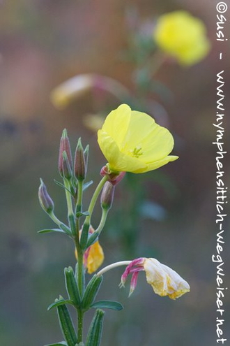 Nachtkerze - Kopf mit Blüte und Samenkapseln