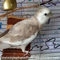 Weißkopf Zimt Männchen gesamt