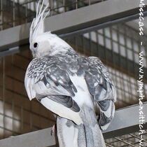 Weißkopf Perlschecke - Rücken