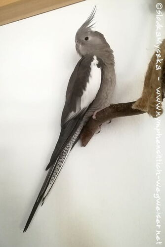 Weißkopf Kopffleckschecke Henne - ganzer Vogel