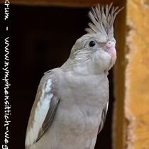 Weißkopf zimtfarbener Jungvogel