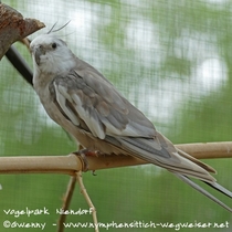 Weißkopf Zimt Kopffleckschecke Männchen - ganzer Vogel