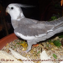 Weißkopf zimtfarbenes Kopffleckscheckenmännchen