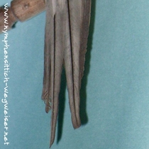 Weißkopf - Zimt - Kopffleckschecke - Hahn - Schwanzoberseite