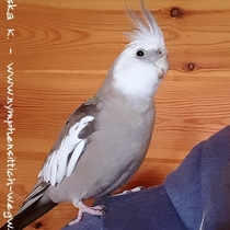 Weißkopf zimtfarbenes Männchen