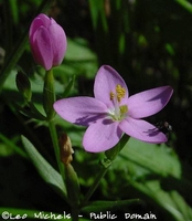 Centaury