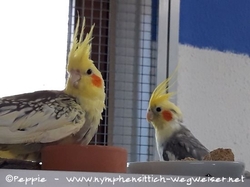 Blondie mit Timmi im Mai 2021