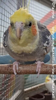 Charles im Januar 2025