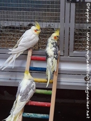 Charly, Ronja und Jojo (im Uhrzeigersinn)