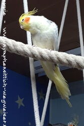 Charly im November 2021