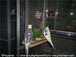 Justus möchte zu Cooper und Nico