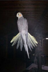 Lisa am Fliegengitter