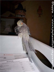 Lisa putzt sich auf dem Ablagekorb