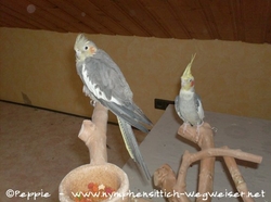 Lisa und Fino dösen