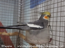 Victor im November 2018