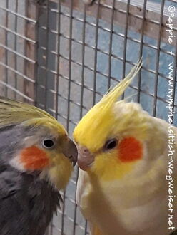 Victor und Susi im April 2020