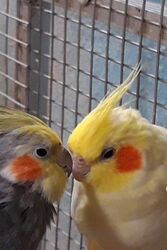 Victor und Susi im April 2020