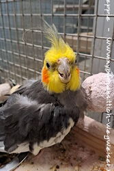 Kora grüßt von Sunday City