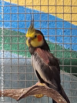 Hallo, ich bin Lenny