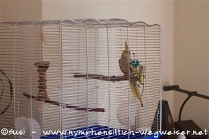 Nymphensittich im Krankenkäfig