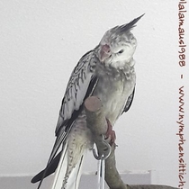 Weißkopf Geperlt - Jungvogel