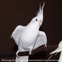 Albino - Flügelunterseite