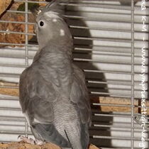 Weißkopf Kopffleckschecken Henne - Rücken