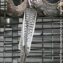 Schwanzunterseite eines Weißkopf-Zimt Weibchens