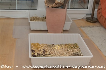 Standort unter dem Kletterbaum