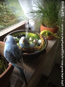 Die ersten Wellis baden