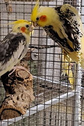 Blondie und ihr Timmi