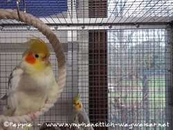 Charly im Januar 2021